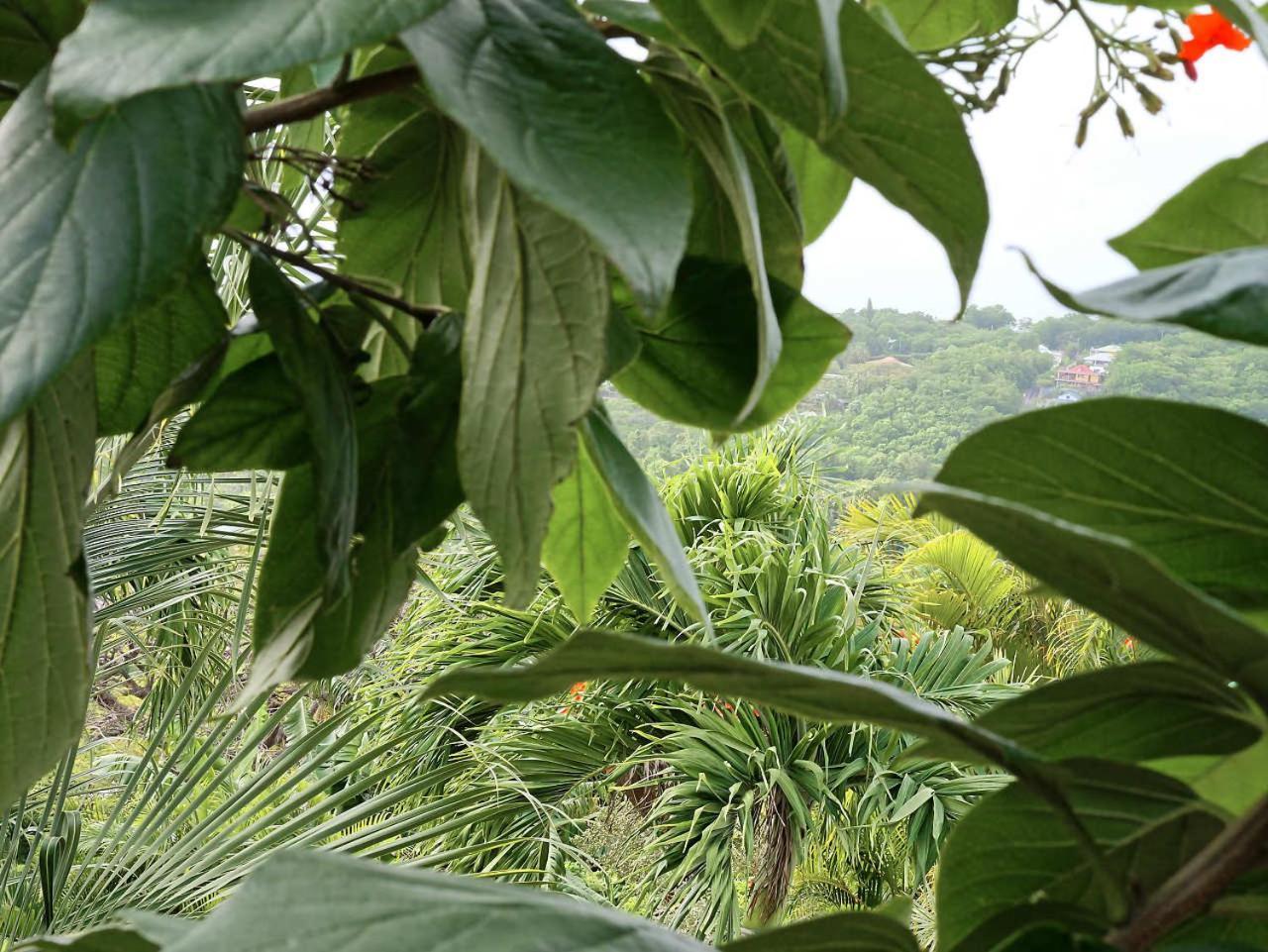 Karureve Villa Deshaies Buitenkant foto
